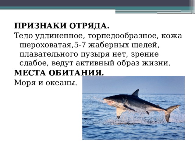 Признаки отряда. Тело удлиненное, торпедообразное, кожа шероховатая,5-7 жаберных щелей, плавательного пузыря нет, зрение слабое, ведут активный образ жизни. Места обитания. Моря и океаны. 