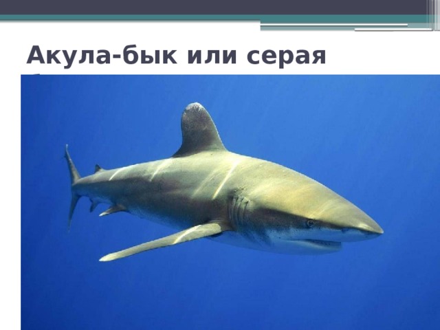 Акула-бык или   серая бычья, тупорылая акула 