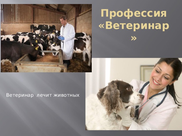 Профессия «Ветеринар» Ветеринар лечит животных 