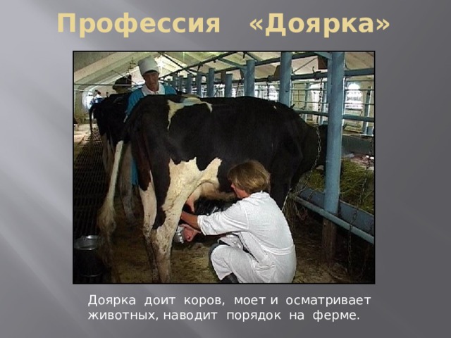 Профессия «Доярка» Доярка доит коров, моет и осматривает животных, наводит порядок на ферме. 