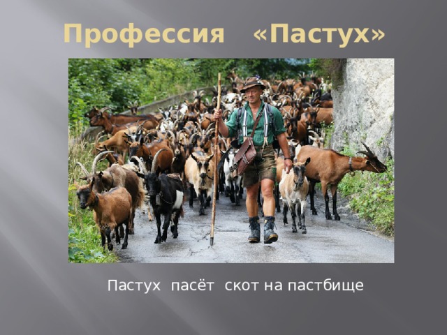 Профессия «Пастух» Пастух пасёт скот на пастбище 