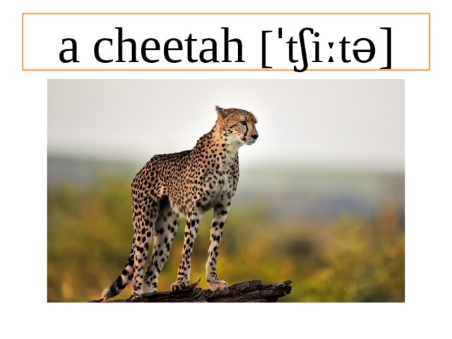 Chatah Language Презентация