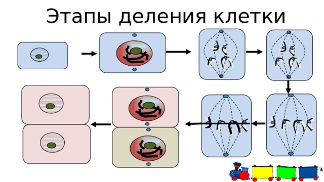 Этапы деления клетки 