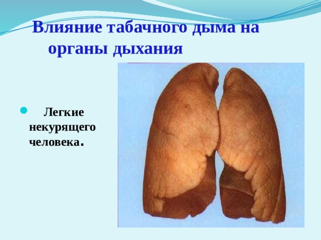  Влияние табачного дыма на    органы дыхания  Легкие некурящего человека . 