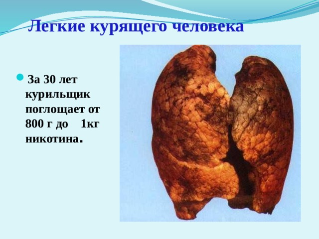              Легкие курящего человека   За 30 лет курильщик поглощает от 800 г до 1кг никотина . 