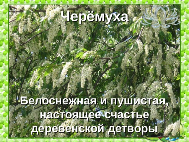 Черёмуха Белоснежная и пушистая, настоящее счастье деревенской детворы 