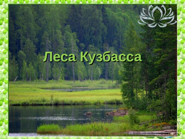 Леса Кузбасса 