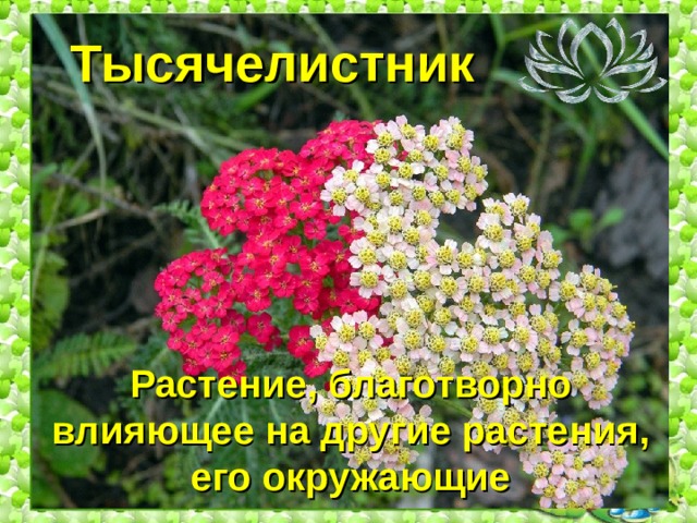 Тысячелистник Растение, благотворно влияющее на другие растения, его окружающие 