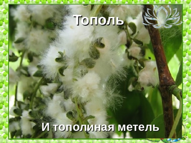 Тополь И тополиная метель 