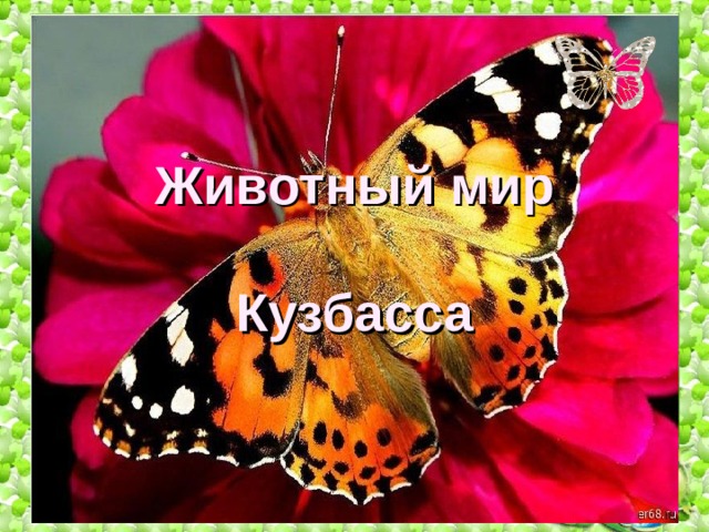 Животный мир    Кузбасса 