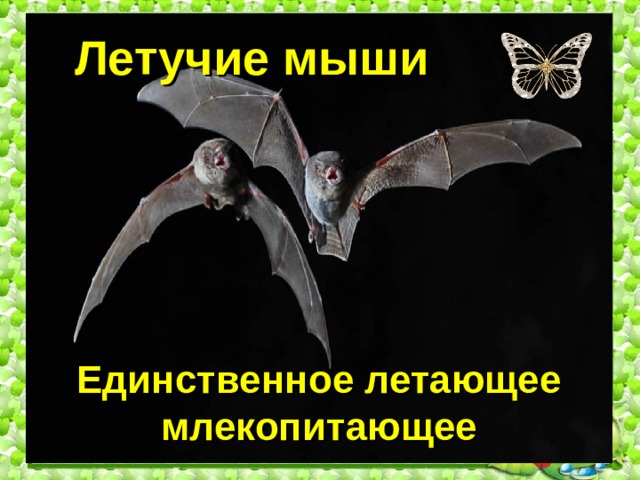 Летучие мыши   Единственное летающее млекопитающее 