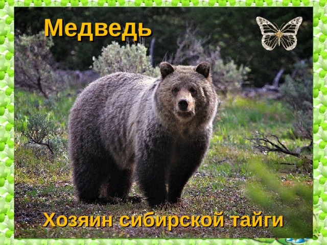Медведь Хозяин сибирской тайги 