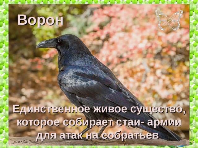 Ворон Единственное живое существо, которое собирает стаи- армии для атак на собратьев  