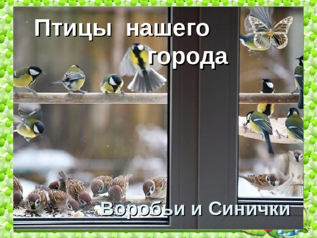 Птицы нашего  города Воробьи и Синички 