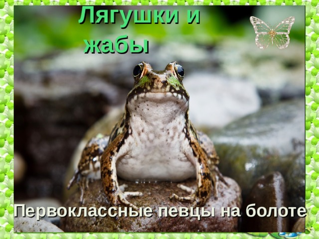    Лягушки и жабы   Первоклассные певцы на болоте 