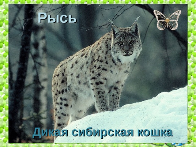 Рысь Дикая сибирская кошка 