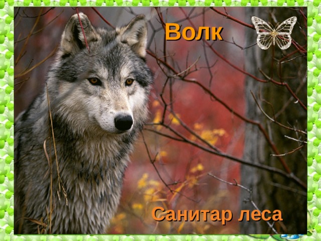 Волк Санитар леса 