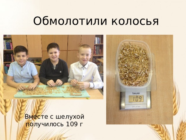 Обмолотили колосья Вместе с шелухой получилось 109 г