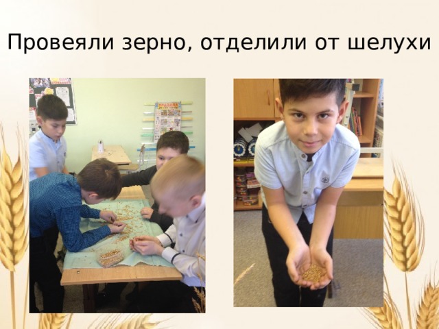 Провеяли зерно, отделили от шелухи