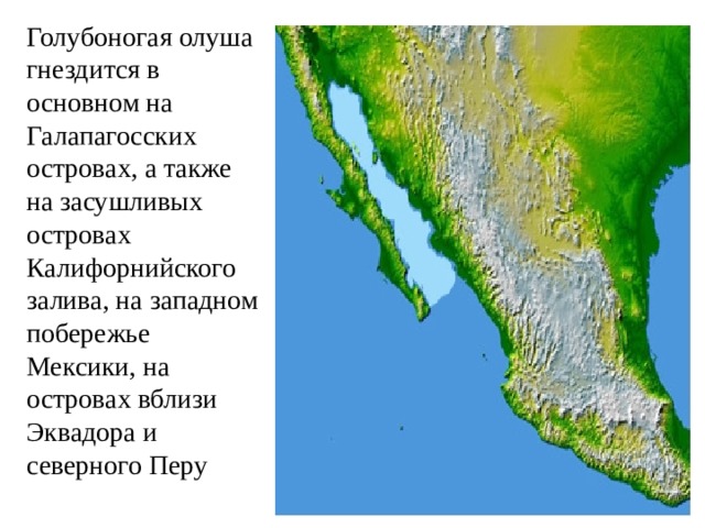 Голубоногая олуша гнездится в основном на Галапагосских островах, а также на засушливых островах Калифорнийского залива, на западном побережье Мексики, на островах вблизи Эквадора и северного Перу