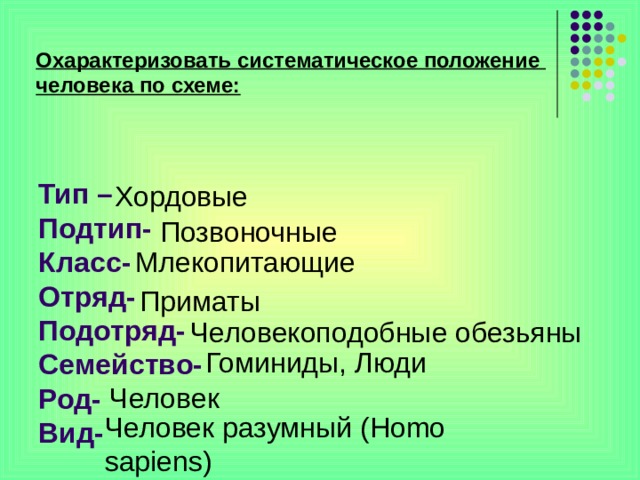 Пользуясь текстом параграфа составьте схему показывающую систематическое положение человека