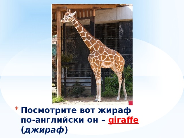 Как пишется жираф на английском. Жираф на английском. Жираф для презентации. Жираф описание. Жирафы по английскому.