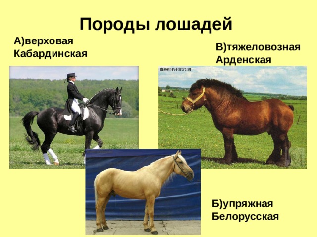 Породы лошадей А)верховая Кабардинская В)тяжеловозная Арденская Б)упряжная Белорусская 