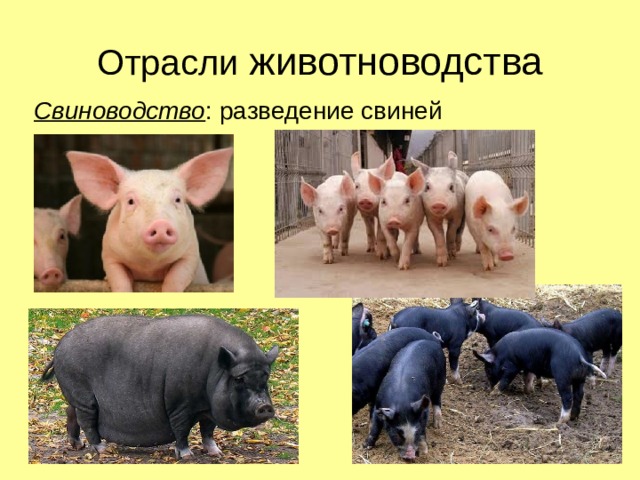 Отрасли животноводства Свиноводство : разведение свиней 