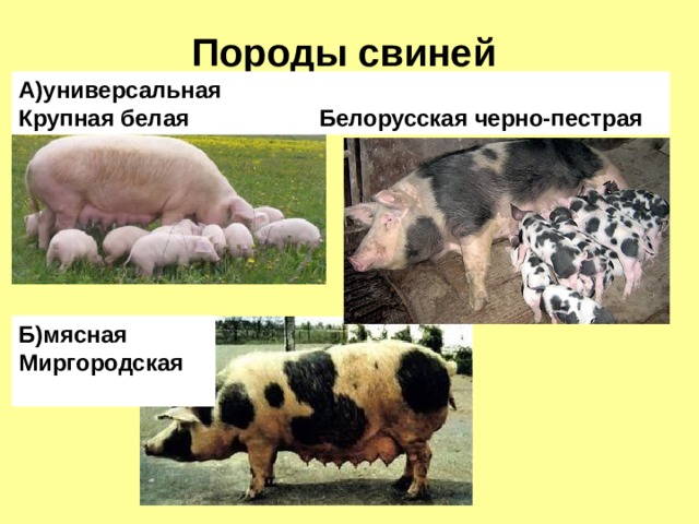 Породы свиней А)универсальная Крупная белая Белорусская черно-пестрая Б)мясная Миргородская 