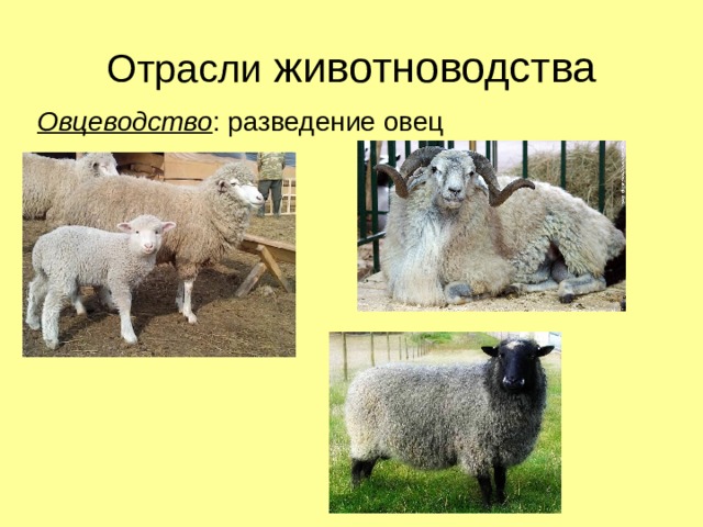 Отрасли животноводства Овцеводство : разведение овец 