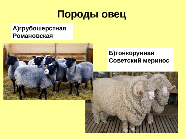 Породы овец А)грубошерстная Романовская Б)тонкорунная Советский меринос 