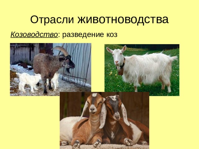 Отрасли животноводства Козоводство : разведение коз 