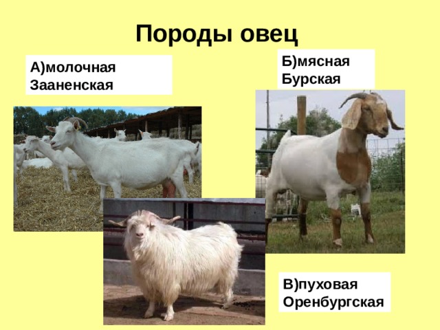 Породы овец Б)мясная Бурская А)молочная Зааненская В)пуховая Оренбургская 