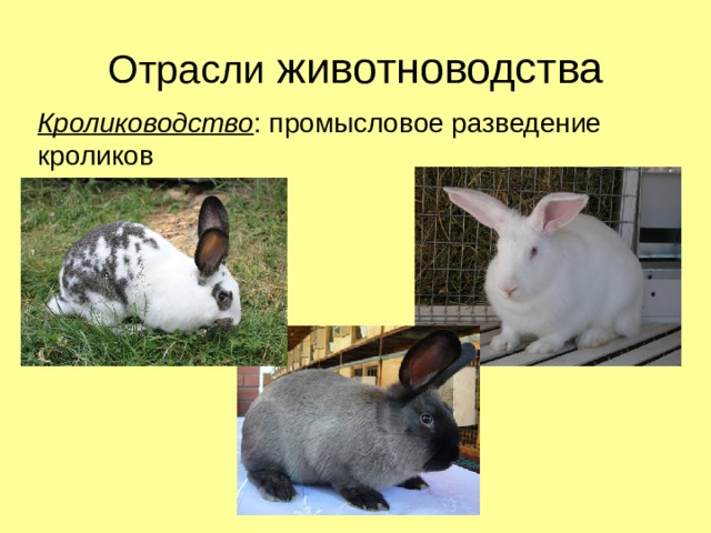 Отрасли животноводства Кролиководство : промысловое разведение кроликов 