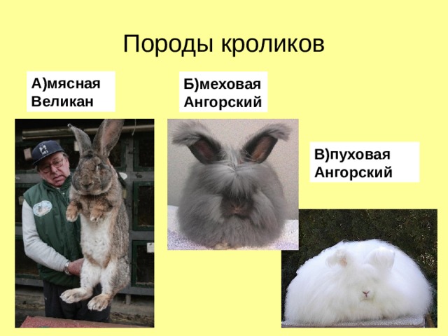 Породы кроликов А)мясная Великан Б)меховая Ангорский В)пуховая Ангорский 