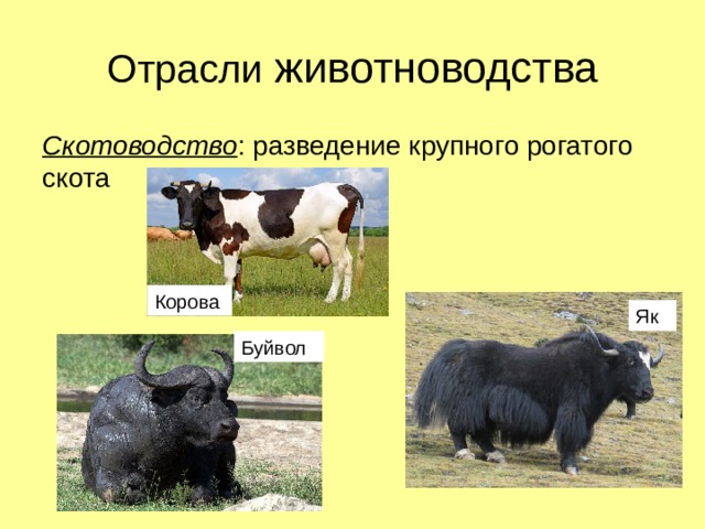 Отрасли животноводства Скотоводство : разведение крупного рогатого скота Корова Як Буйвол 