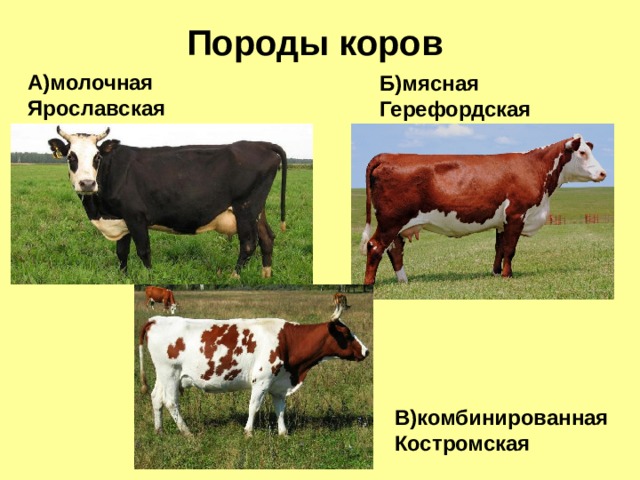 Породы коров А)молочная Ярославская Б)мясная Герефордская В)комбинированная Костромская 