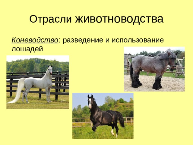 Отрасли животноводства Коневодство : разведение и использование лошадей 