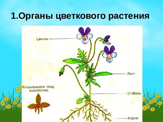 1.Органы цветкового растения 