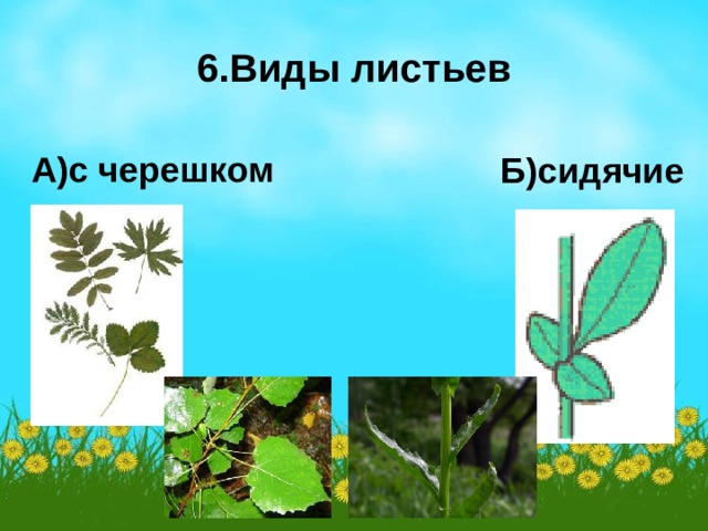 6.Виды листьев А)с черешком Б)сидячие 
