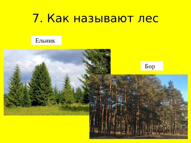 7. Как называют лес Ельник Бор 