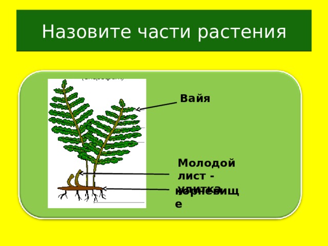 Назовите части растения Вайя Молодой лист - улитка корневище 