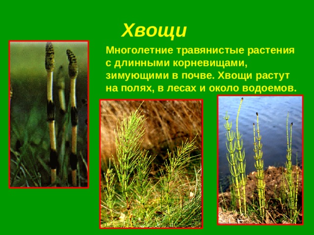 Хвощи  Многолетние травянистые растения с длинными корневищами, зимующими в почве. Хвощи растут на полях, в лесах и около водоемов.  