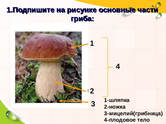 1.Подпишите на рисунке основные части гриба: 1 4 2 1-шляпка 2-ножка 3-мицелий(грибница) 4-плодовое тело 3 