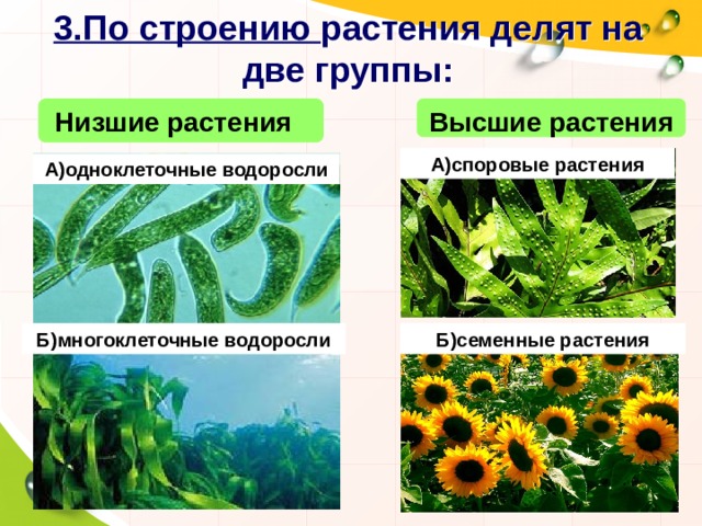 3.По строению растения делят на две группы: Низшие растения Высшие растения А)споровые растения А)одноклеточные водоросли Б)семенные растения Б)многоклеточные водоросли 