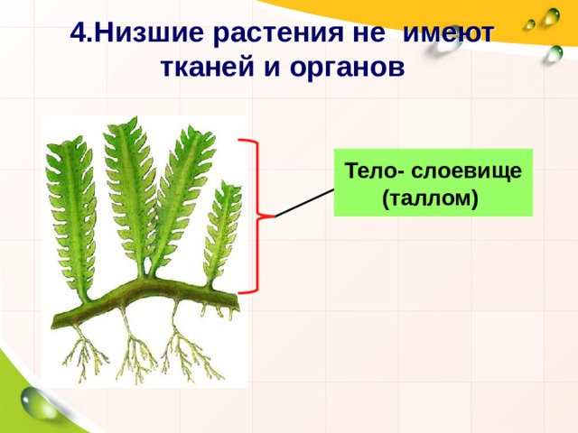 4.Низшие растения не имеют тканей и органов Тело- слоевище (таллом) 