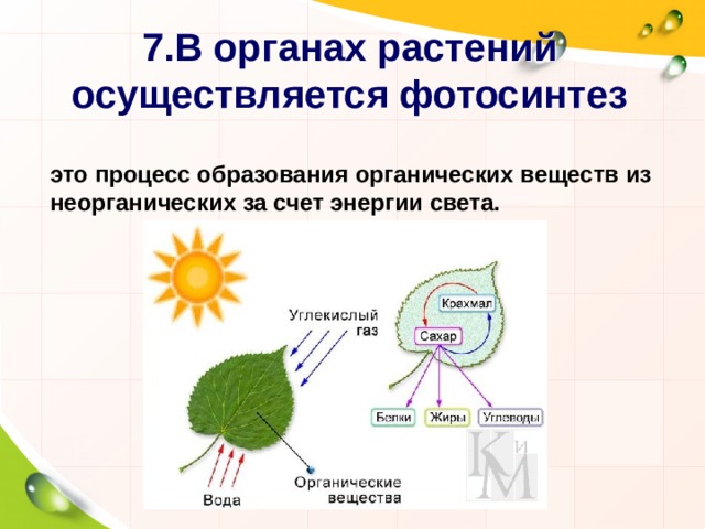 7.В органах растений осуществляется фотосинтез -это процесс образования органических веществ из неорганических за счет энергии света. 