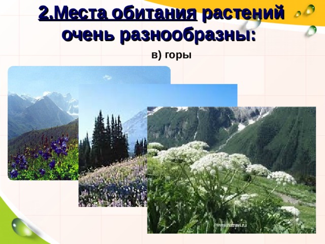 2.Места обитания растений очень разнообразны: в) горы 