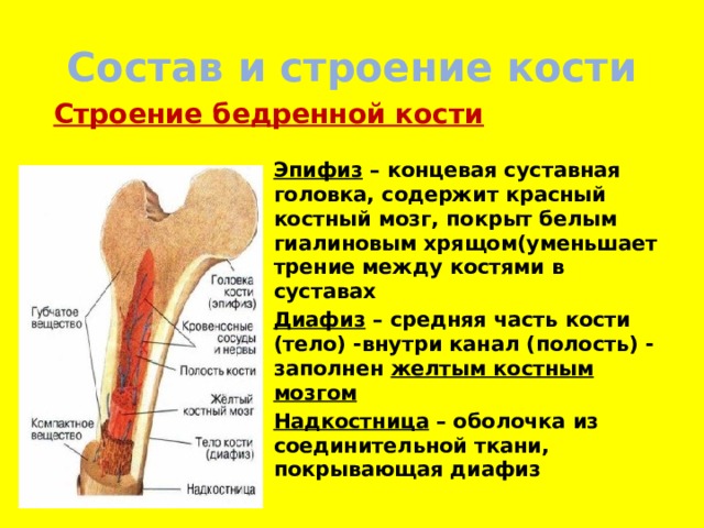 Состав и строение кости Строение бедренной кости Эпифиз – концевая суставная головка, содержит красный костный мозг, покрыт белым гиалиновым хрящом(уменьшает трение между костями в суставах Диафиз – средняя часть кости (тело) -внутри канал (полость) - заполнен желтым костным мозгом Надкостница – оболочка из соединительной ткани, покрывающая диафиз 