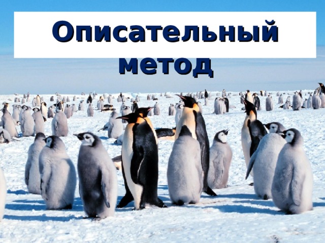 Описательный метод Описательный метод 